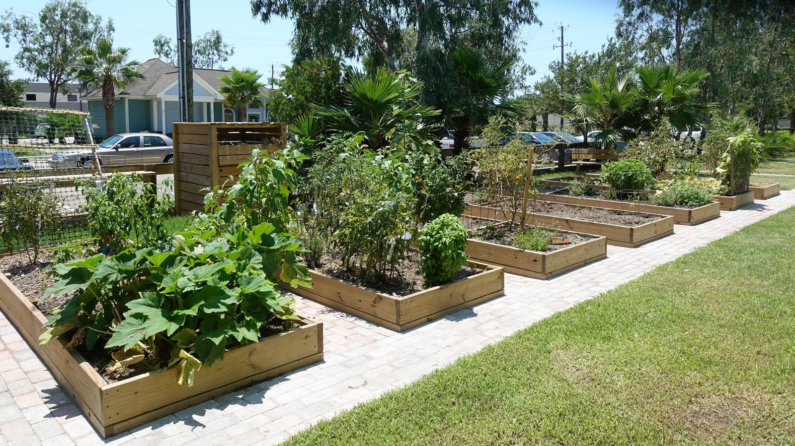 Raised beds in the UAG community garden