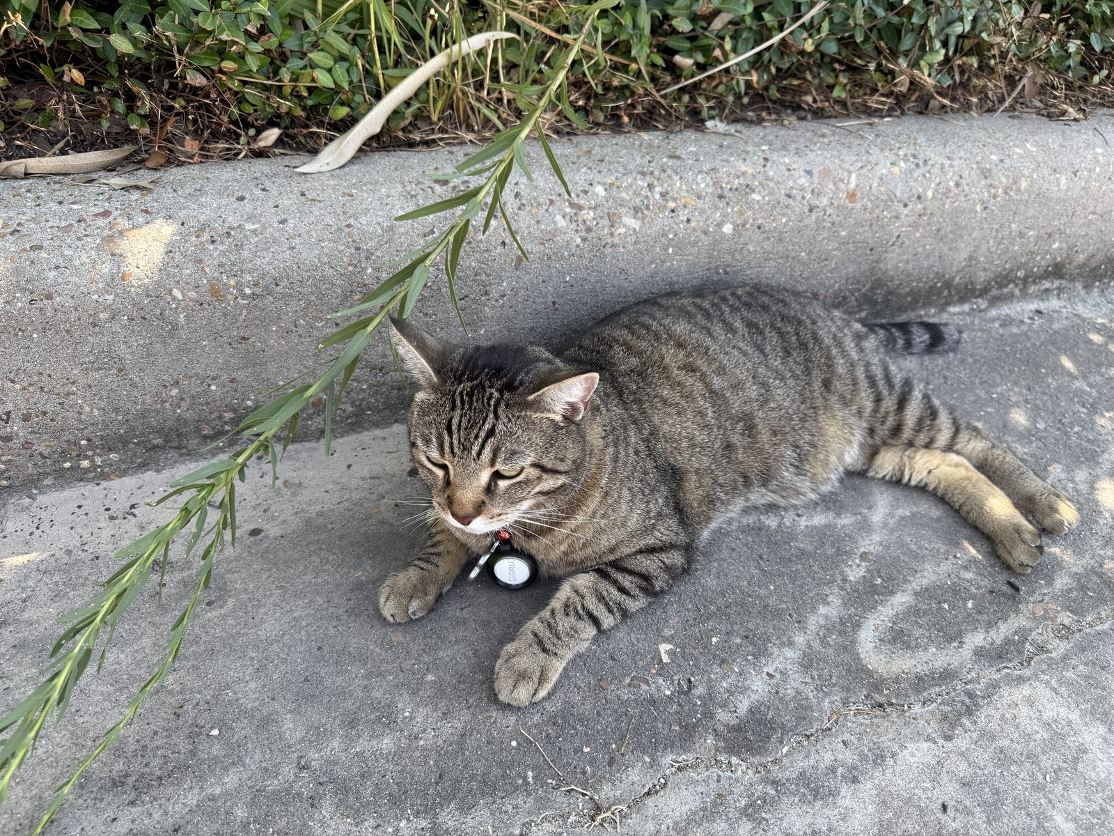 Resident cat relaxing outside at UAG